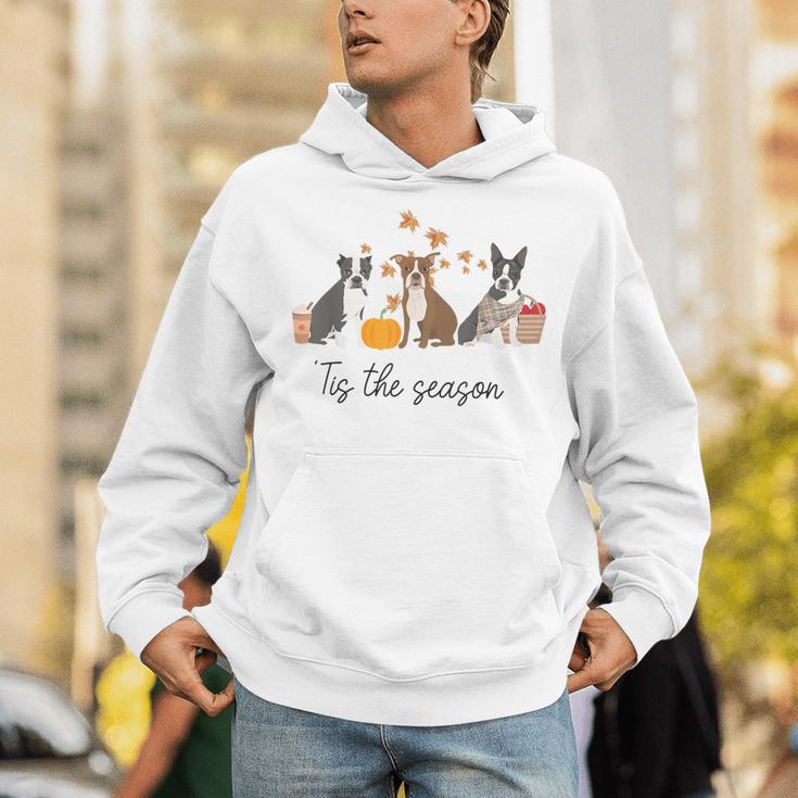 Boston Terrier Fall Pumpkin Tis The Season Autumn Women Unisex Hoodie, funny gift